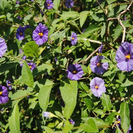 Il Giardino Aromatico Отель типа 