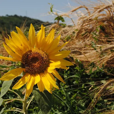 Nocleg ze śniadaniem Il Giardino Aromatico Massignano