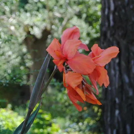 Il Giardino Aromatico *